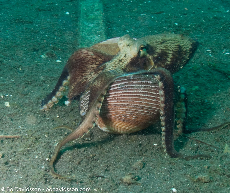BD-090928-Lembeh-9284859-Amphioctopus-marginatus-(Iw-Takia-1964)-[Coconut-octopus].jpg